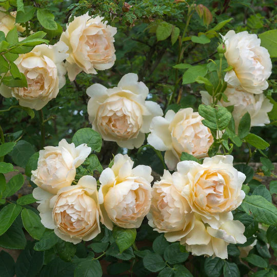 Rosa Wollerton Old Hall con grandi fiori crema albicocca