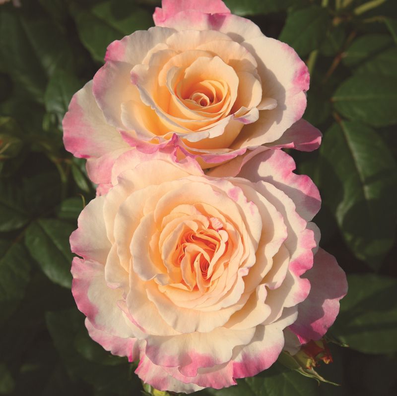 Primo piano di rosa Aquarell con grande fiore sfumato rosa pesca aperto e luminoso