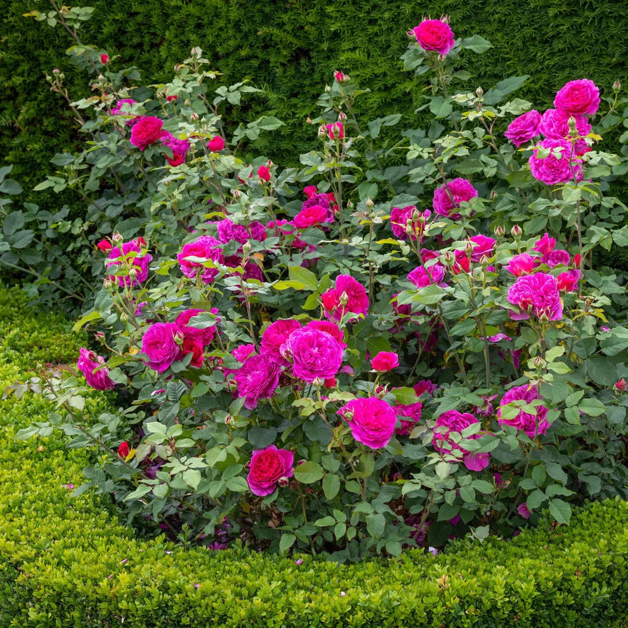 Pianta di rosa Gabriel Oak con abbondante fioritura rosa profondo