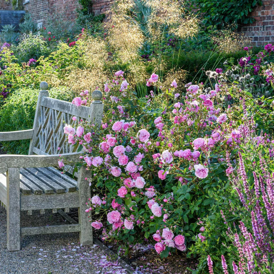 Pianta di rosa Harlow Carr con abbondante fioritura rosa in giardino