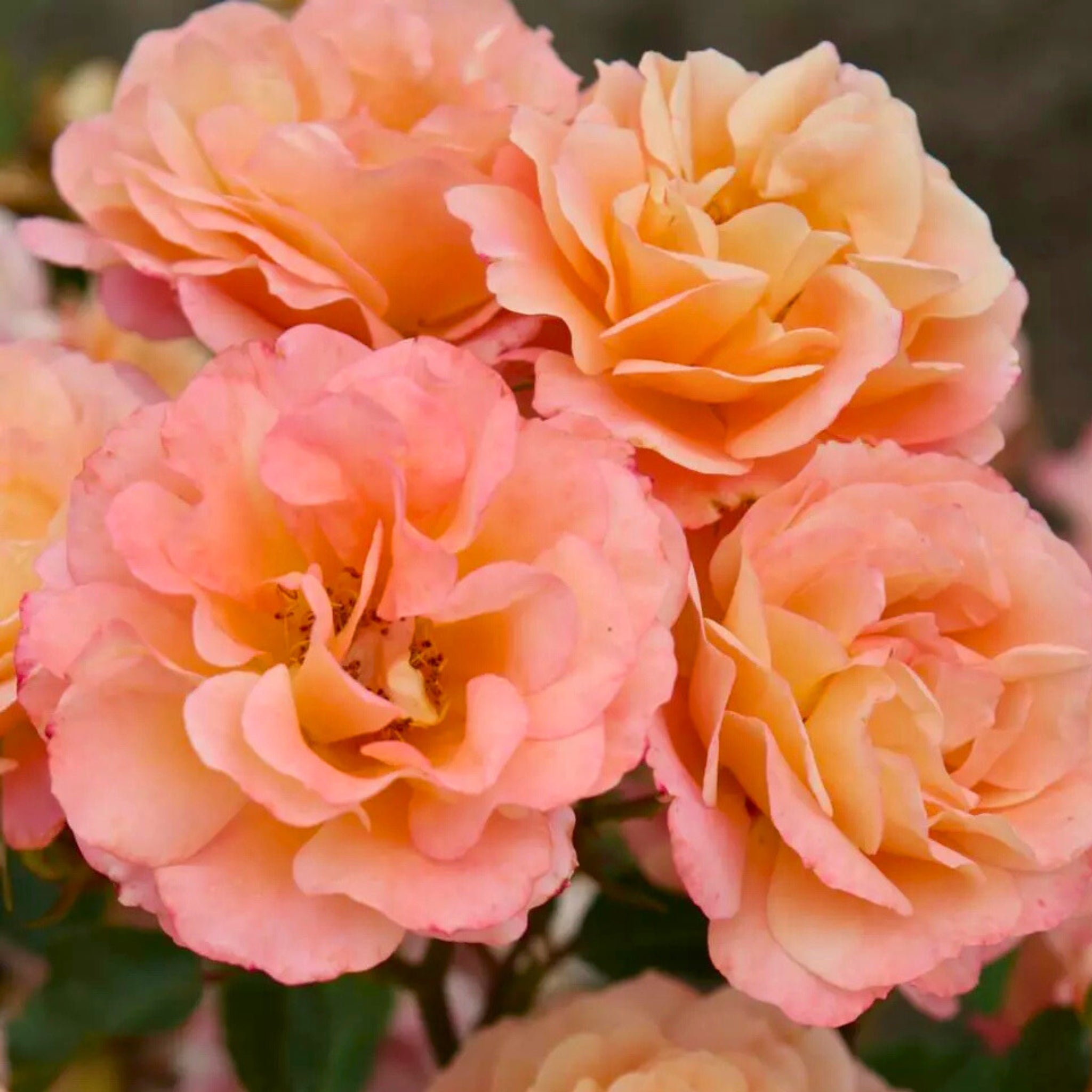 Dettaglio di fiore arancio della rosa Cubana con petali sfumati e luminosi