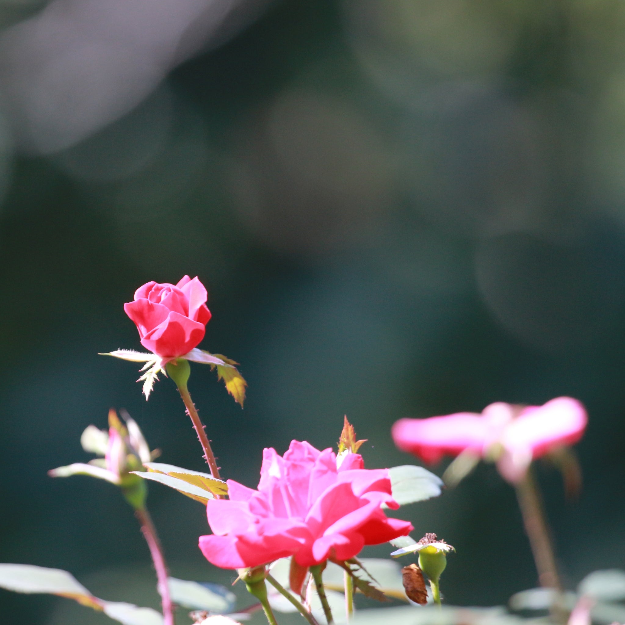 rimo piano di rosa Double Pink Knock Out con fiori rosa