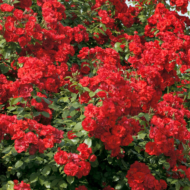 Primo piano di rosa La Sevillana con piccoli fiori rossi aperti e boccioli numerosi