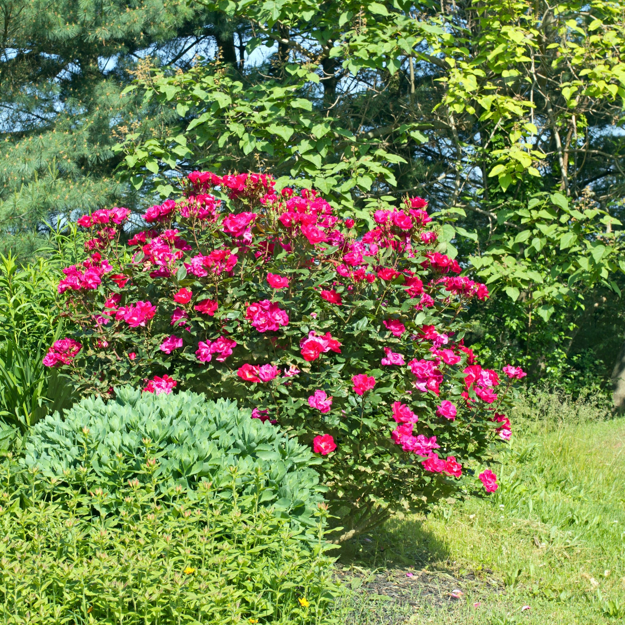 Rosa paesaggistica Red Knock Out in giardino