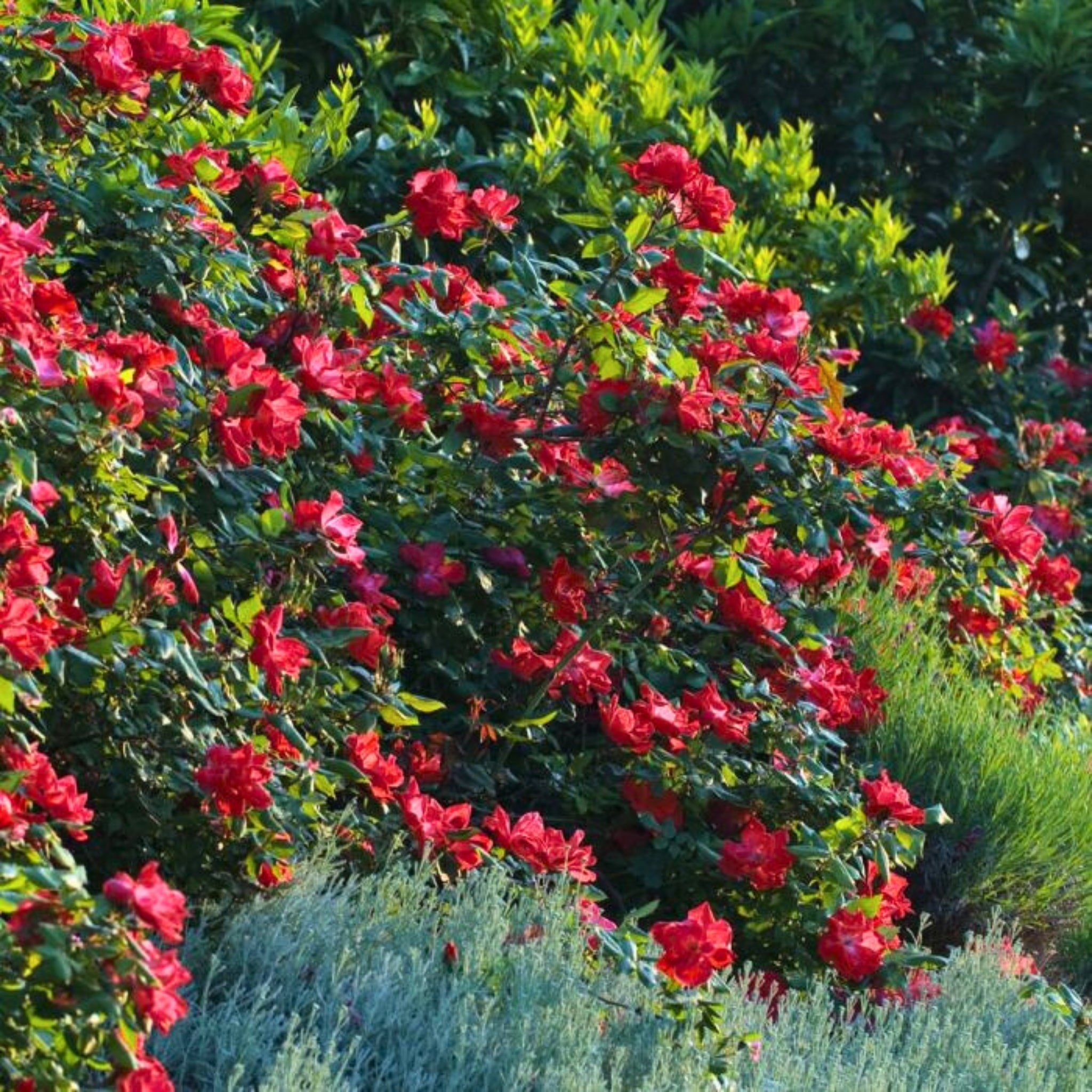 Rosa Red Knock Out con fiori rossi vivaci