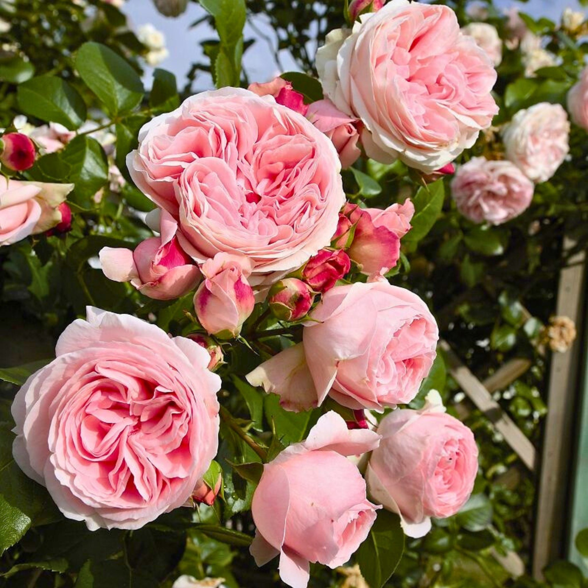 Pianta di rosa Giardina con abbondante fioritura rosa