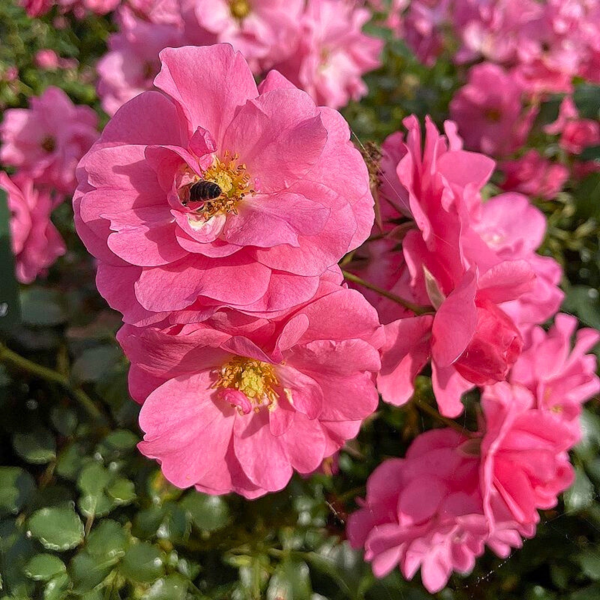 Dettaglio di fiore rosa della rosa Mirato con petali eleganti e luminosi