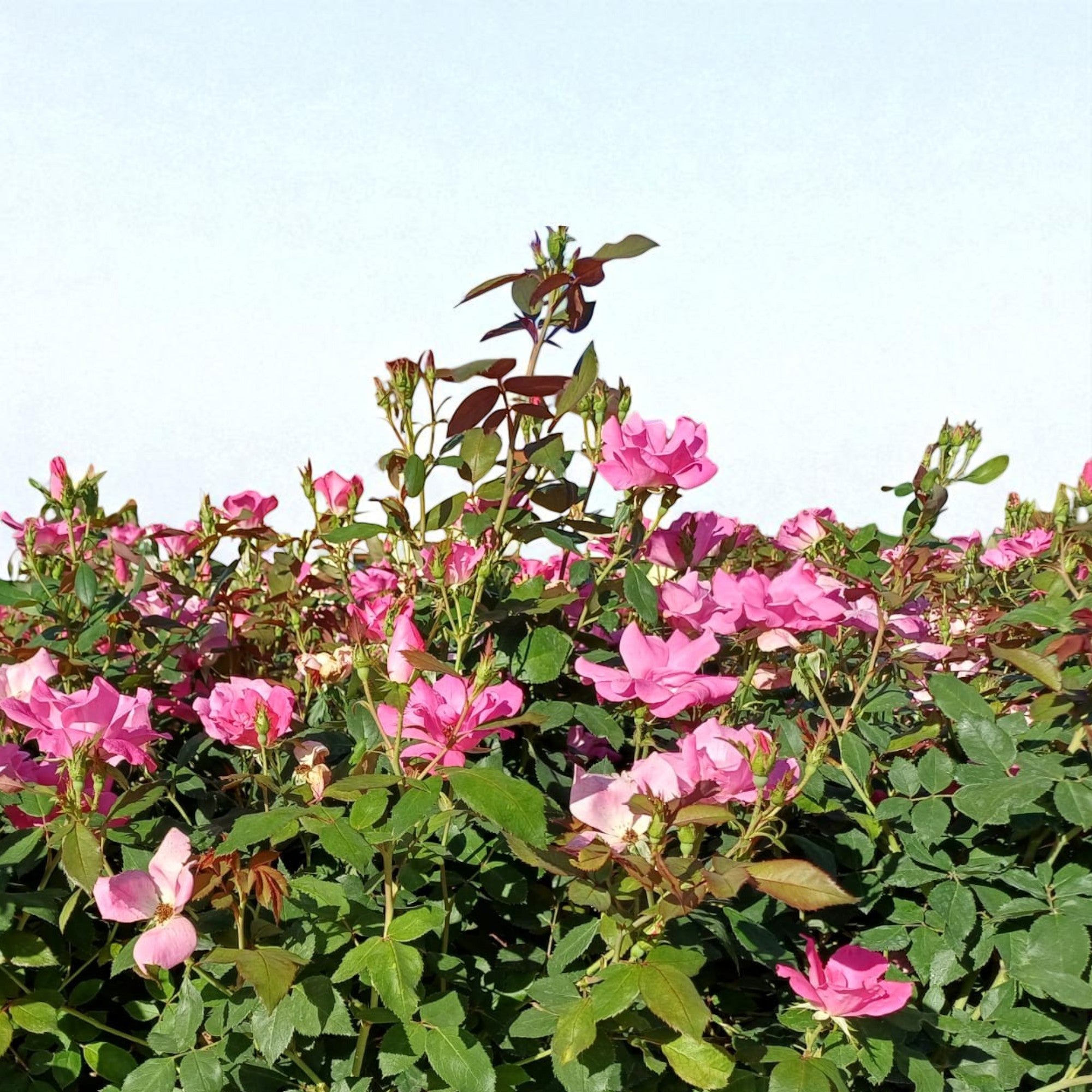 Pianta di rosa Pink Knock Out con abbondante fioritura rosa e foglie verdi ornamentali