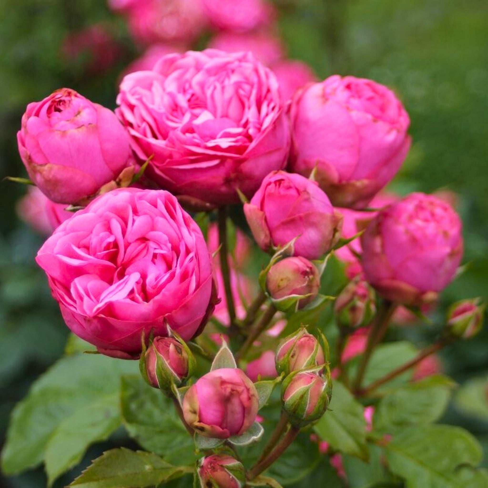 Pianta di rosa Pink Piano con boccioli rosa e fiori
