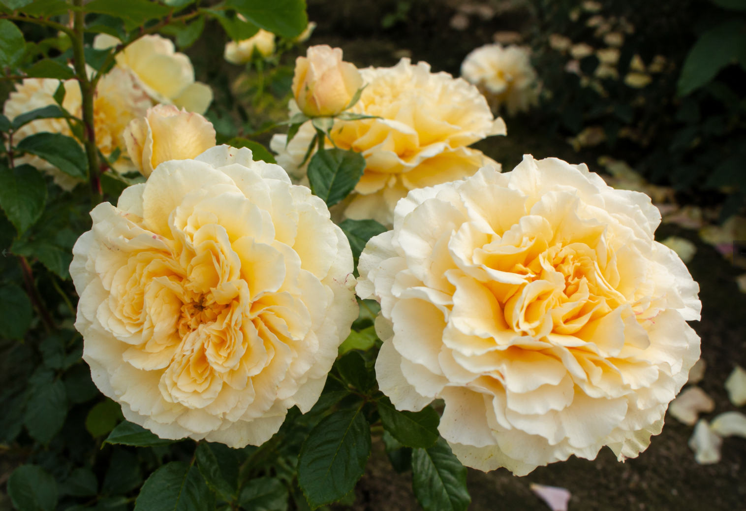 Rose ‘Comtessa’ crema in piena fioritura.