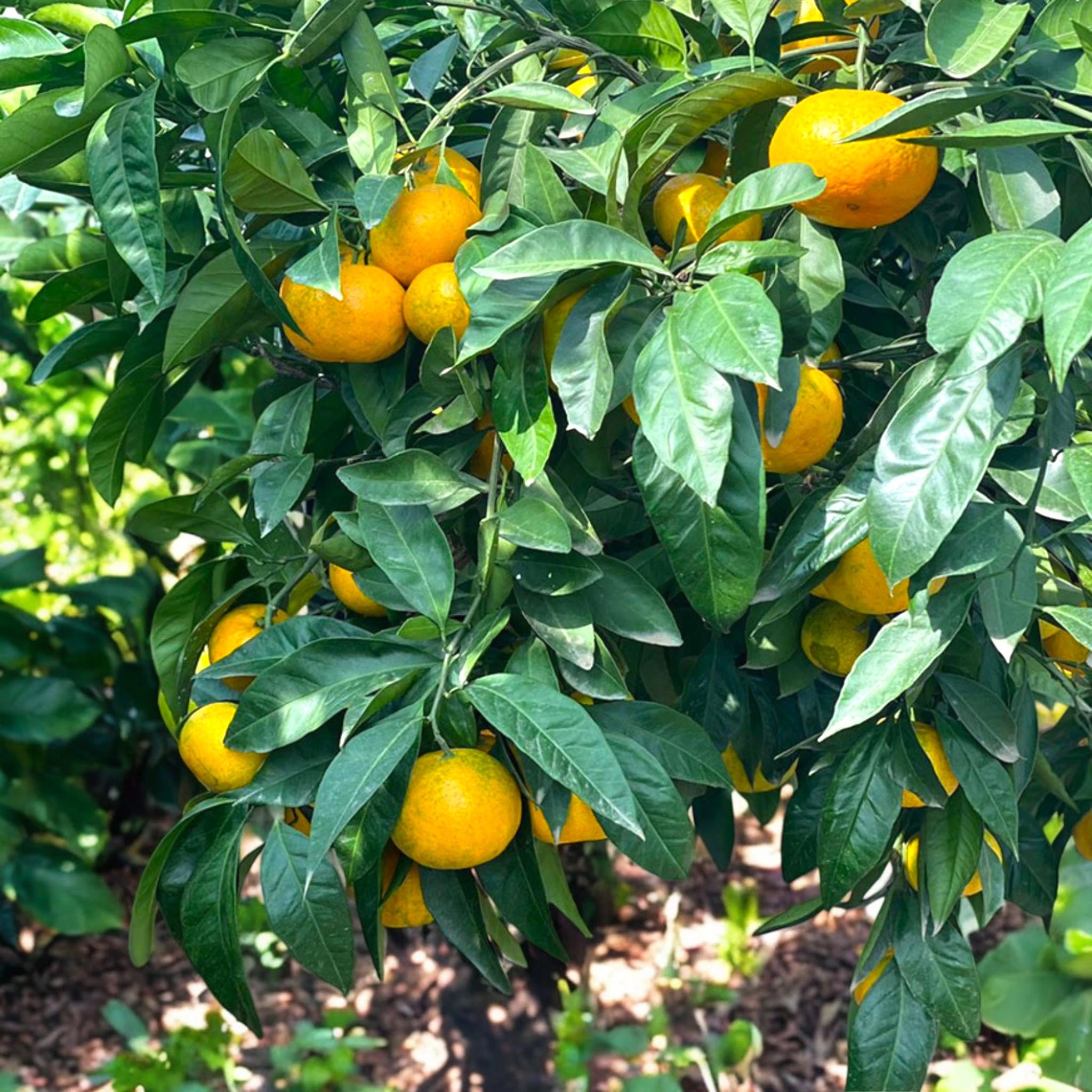 Mandarino satsuma ‘Miyagawa’ con frutti arancioni maturi tra foglie verdi lucide su albero