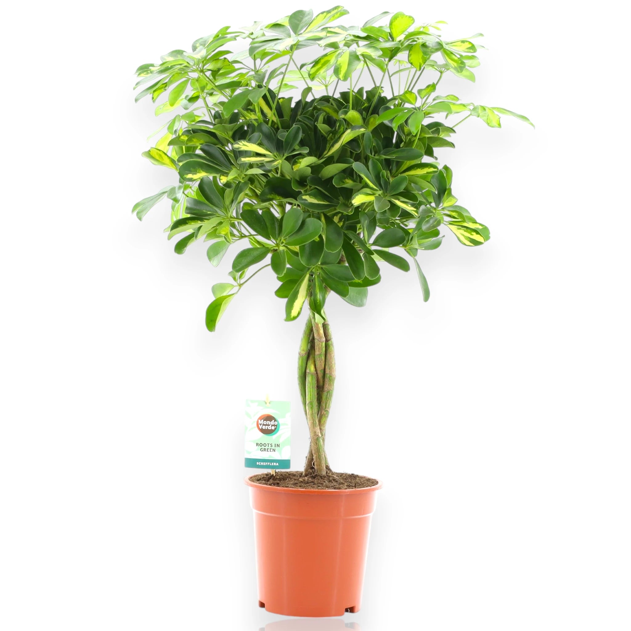 Schefflera arboricola 'Gold capella' sfondo bianco