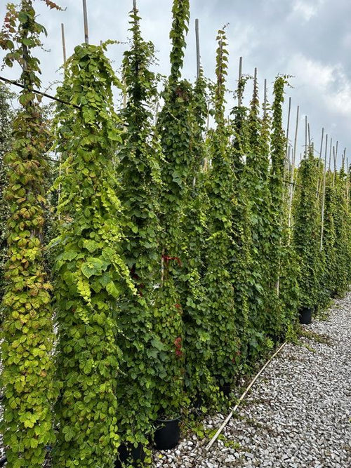 Filare verde di Parthenocissus tricuspidata