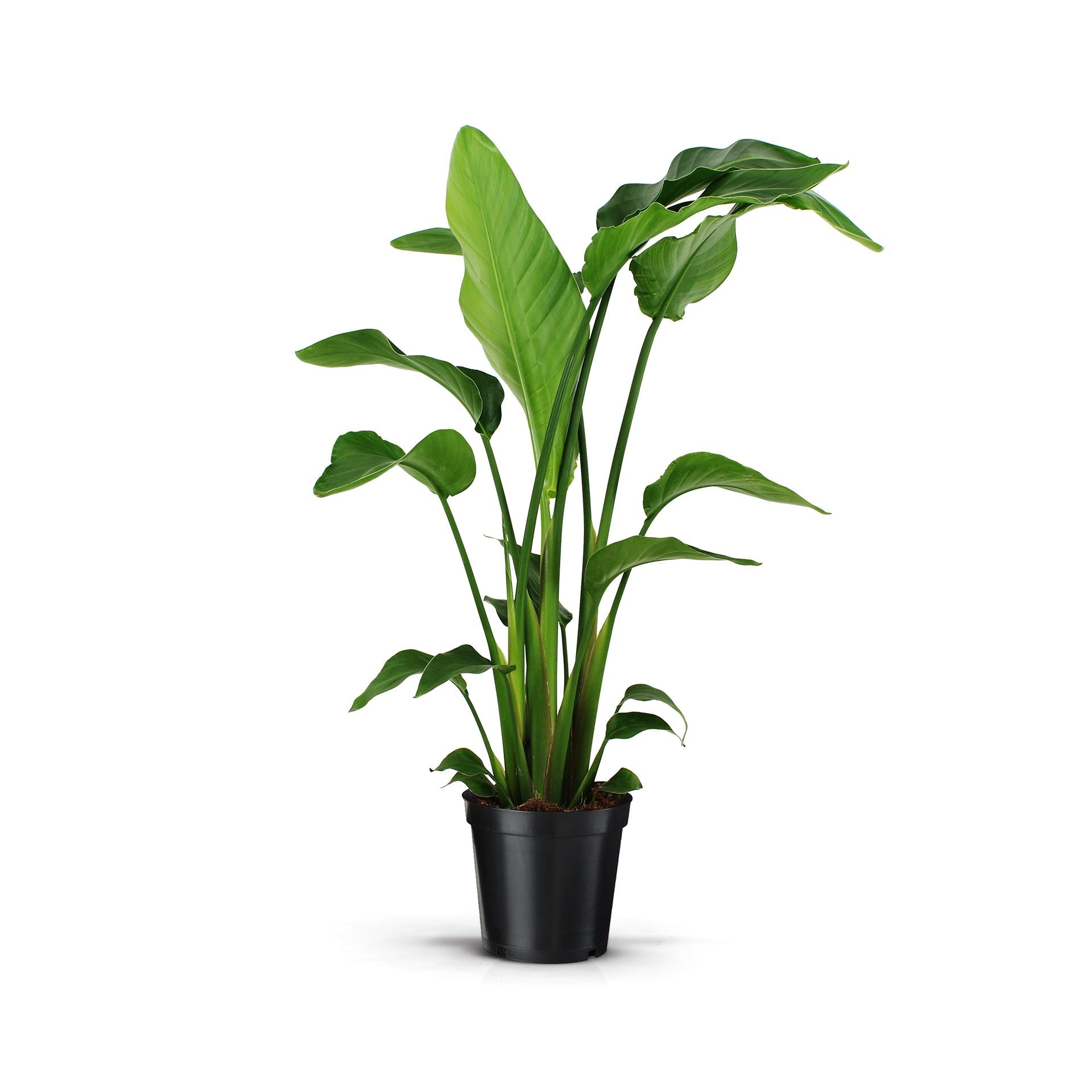 Strelitzia nicolai da interno