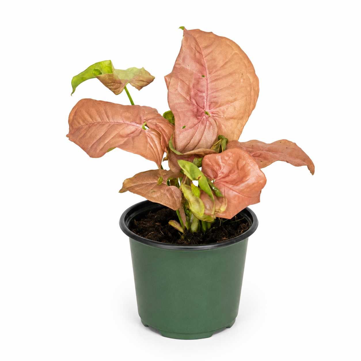 Syngonium Neon dalle foglie rosa