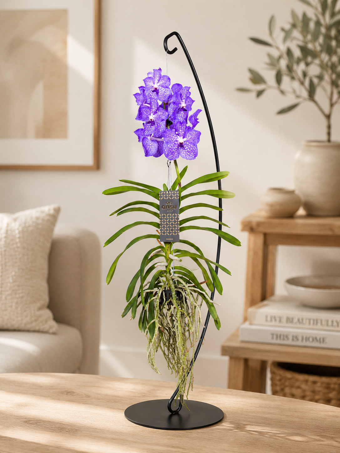 Vanda 'Light Blue'