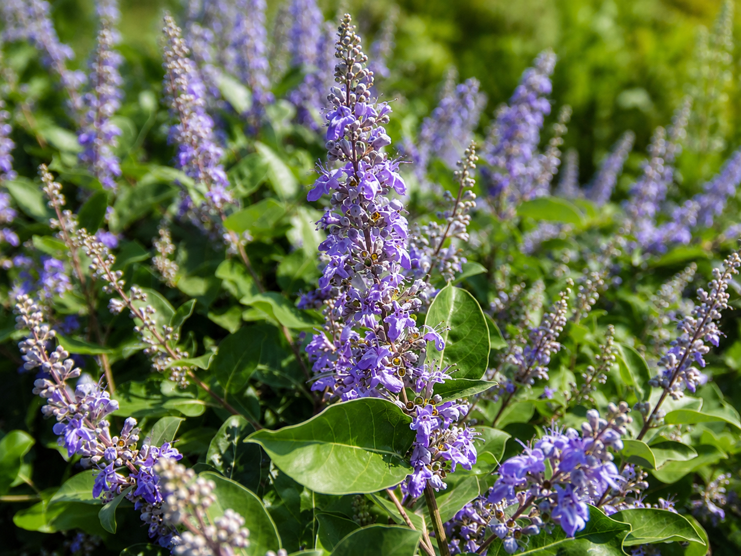 Spighe blu-viola di Vitex Chicagoland Blues