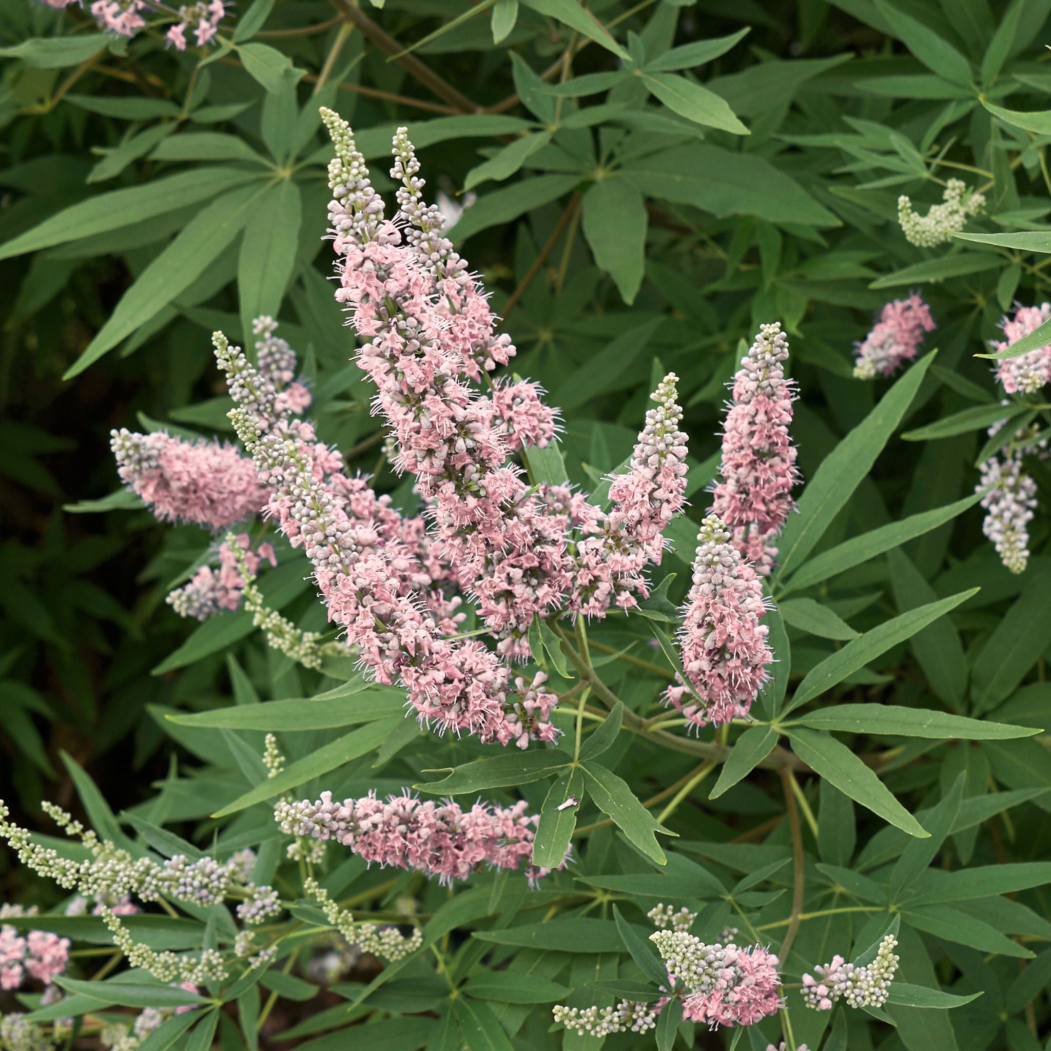 Spighe rosa di Vitex Pink Pinnacle