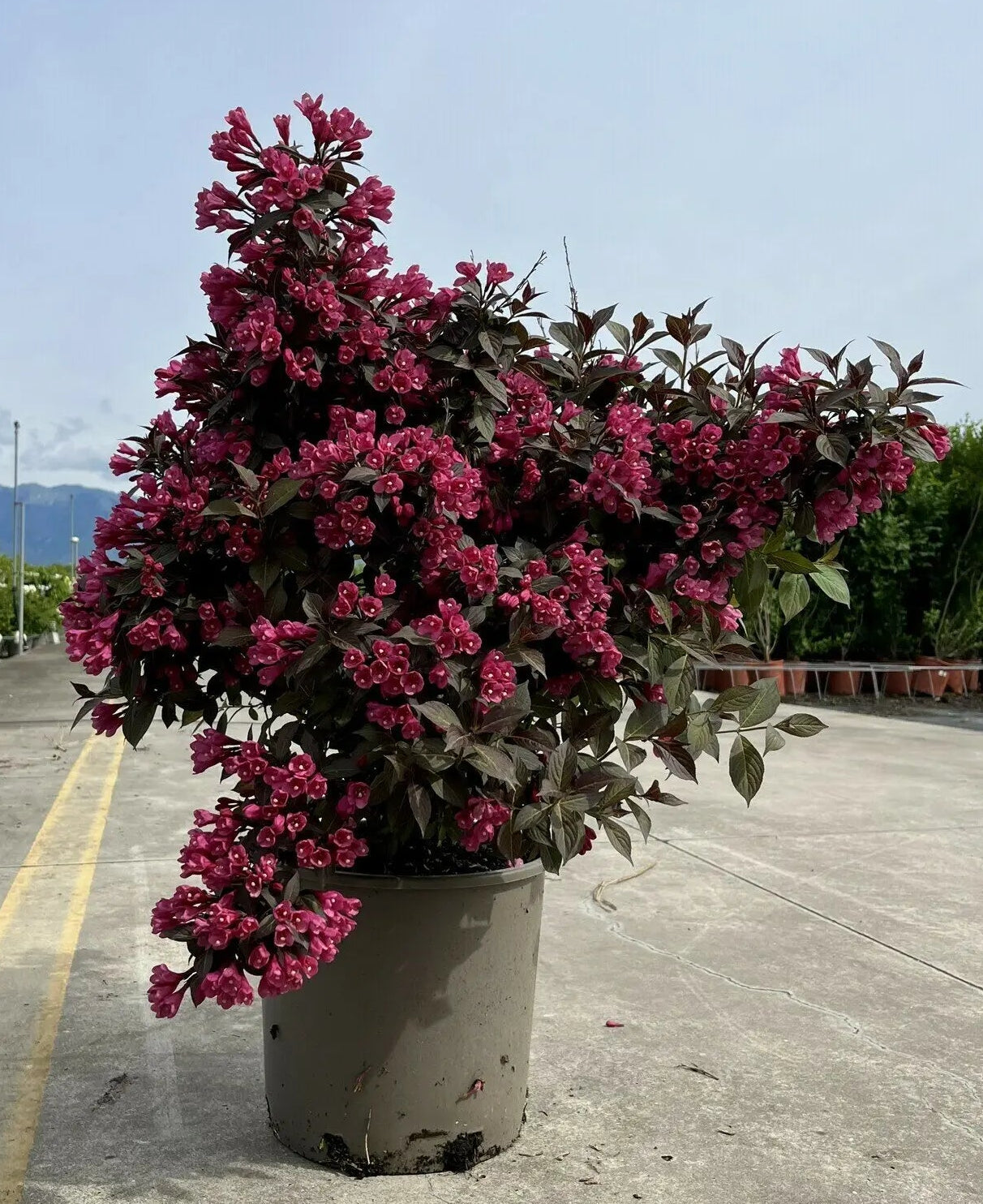 Weigela florida Alexandra fiorita