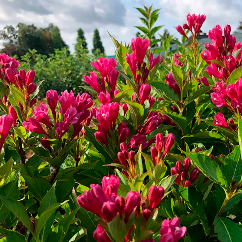 Arbusto fiorito di Weigela Big Love