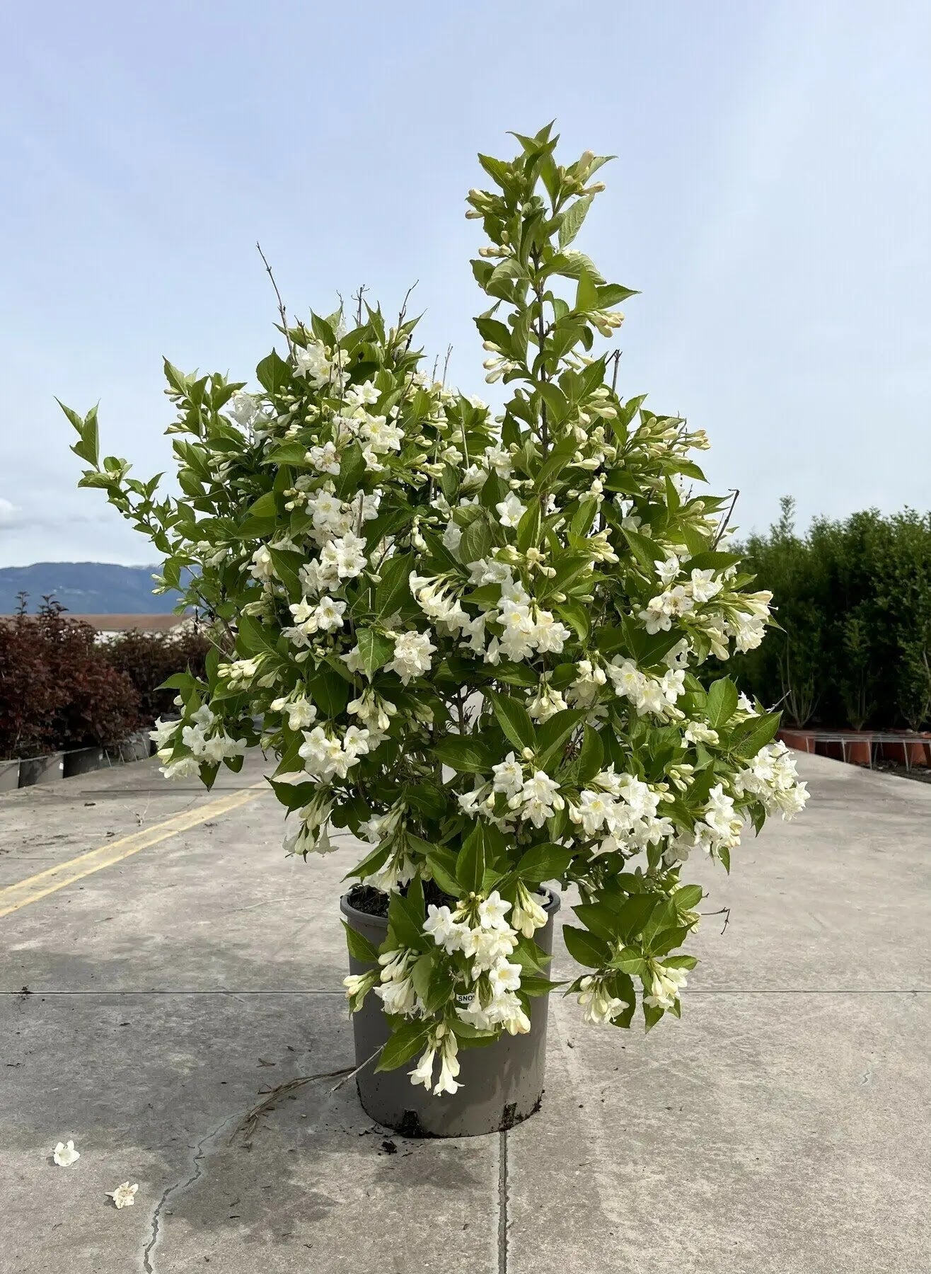 Arbusto di Weigela Snowflake in vaso