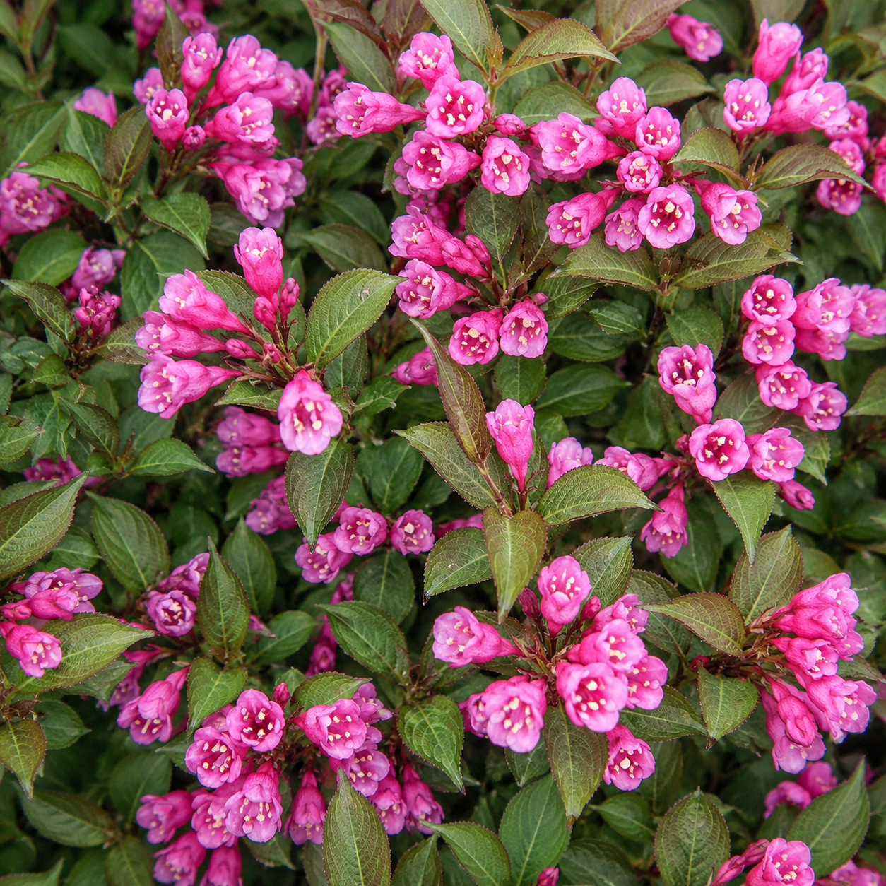 Fiori rosa di Weigela florida Purpurea
