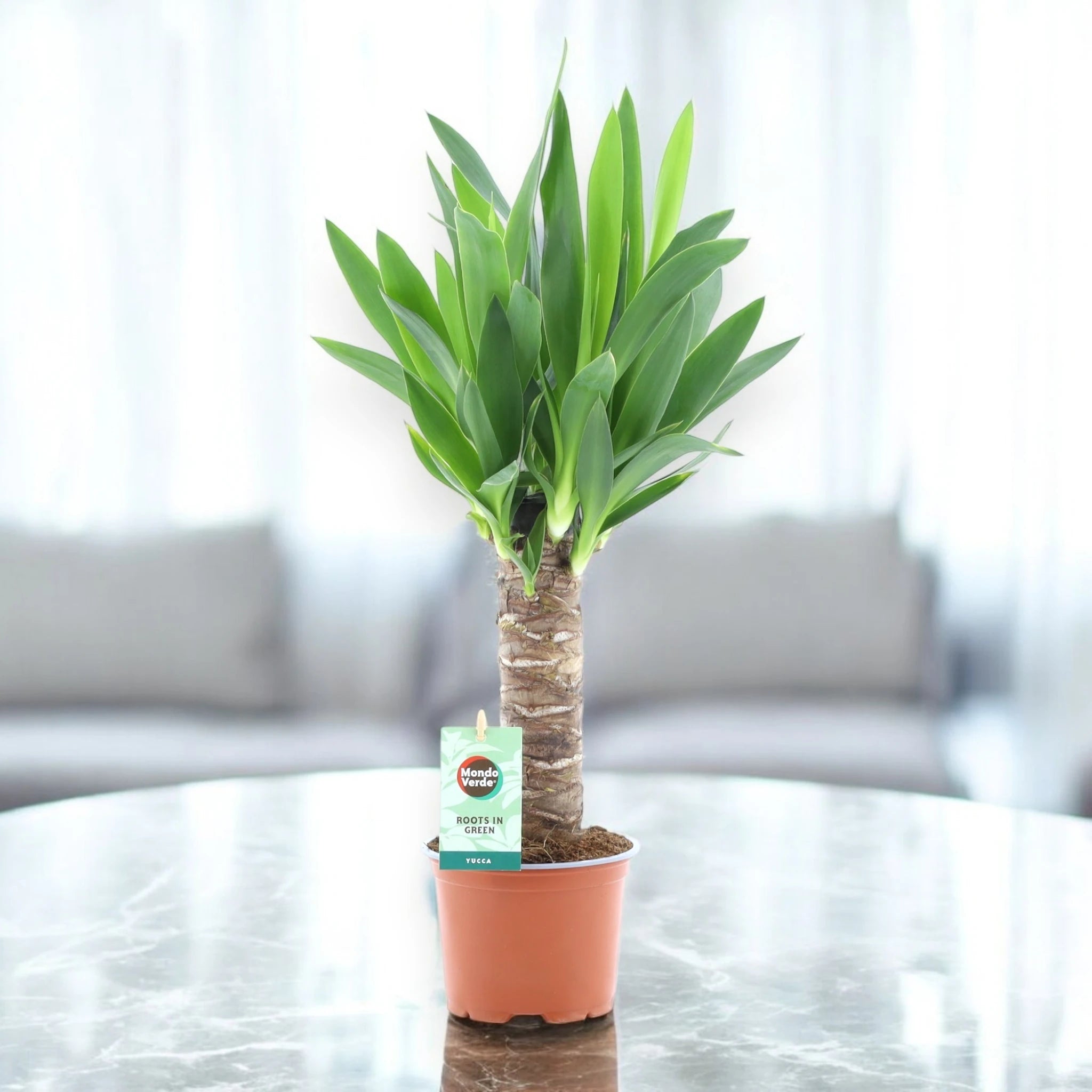 Yucca in sala