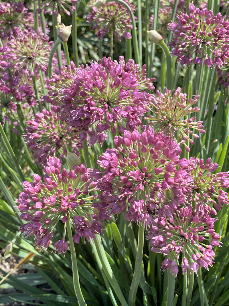 Allium 'Lavender Bubbles' fiorito in un giardino roccioso sotto il sole estivo