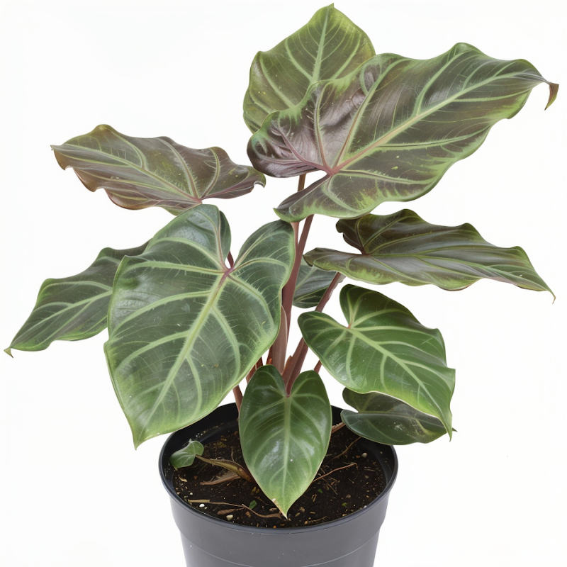 Alocasia 'Yucatan Princess' con foglie scure e steli rossastri in vaso elegante