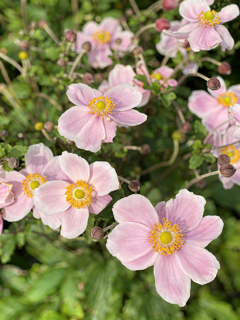 Anemone Royal Blush in piena fioritura, un tocco di rosa in giardino