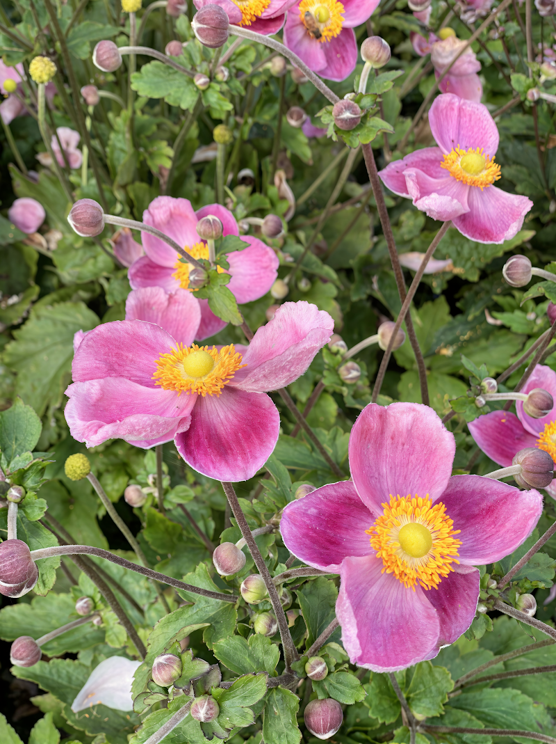 Anemone Royal Pink in piena fioritura, design giardino primaverile