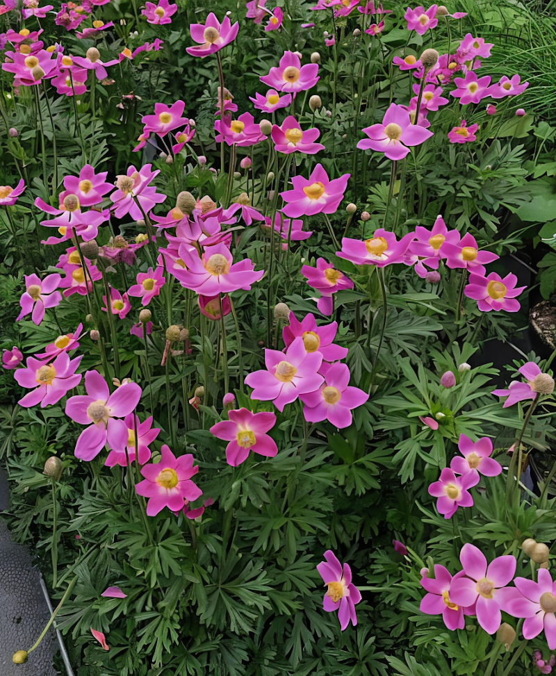 Anemone coronaria 'Spring Beauty Pink' in piena fioritura, un tocco romantico per il giardino