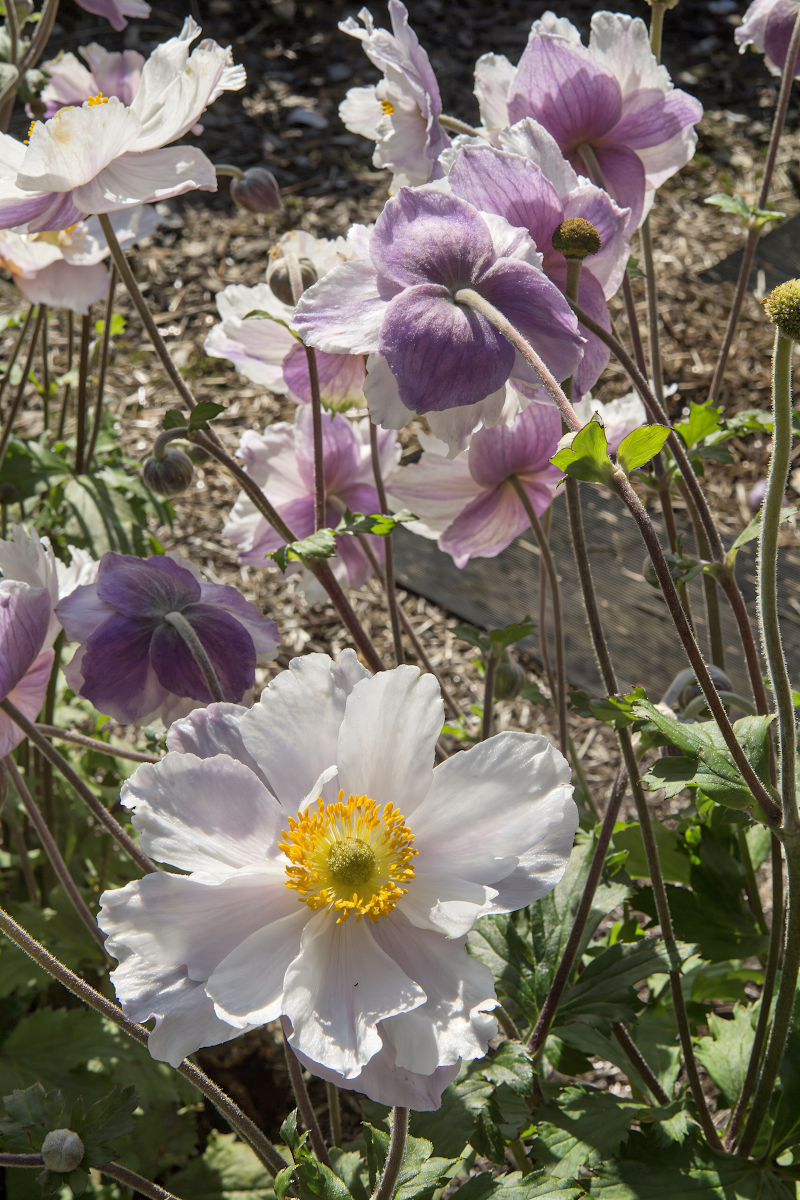 Anemone hybrida Dreaming Swan in fiore nel giardino con luce mattutina