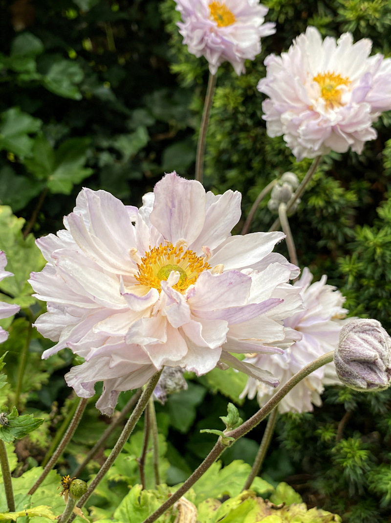 Anemone hybrida 'Frilly Knickers' con fiori rosa doppi nel giardino