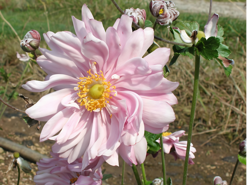 Anemone hybrida 'Mont-Rose' in piena fioritura rosa cipria in un giardino autunnale