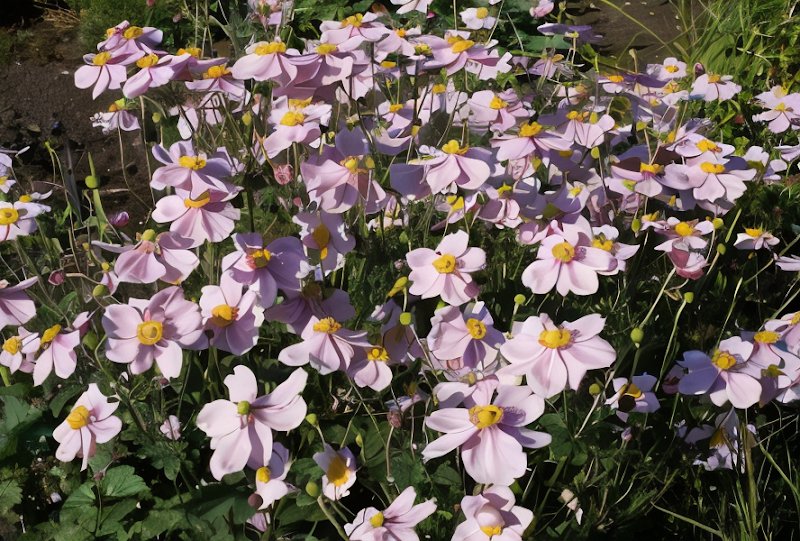 Anemone x hybrida 'Lorelei' con delicati fiori rosa pallido nel giardino autunnale