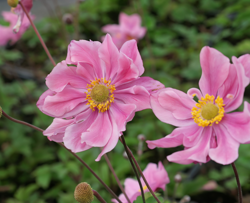 Anemone x hybrida 'Serenade' in fiore nel giardino autunnale.