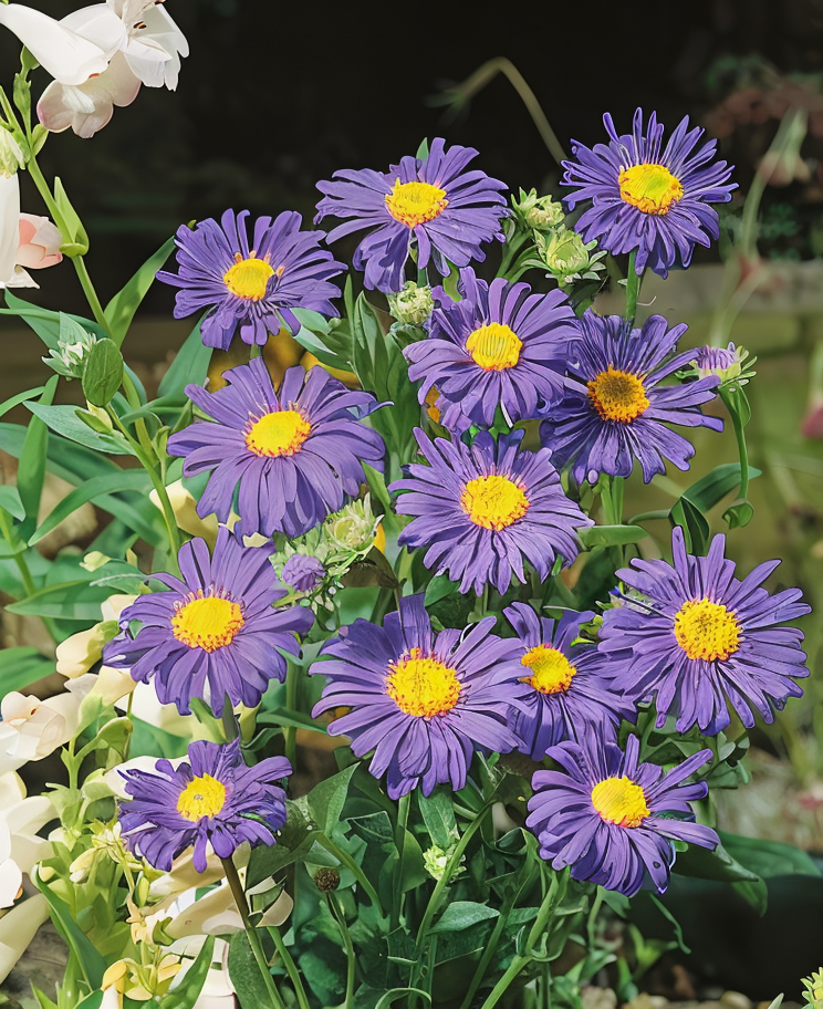 Aster Frikartii Monk Moench in piena fioritura, fiori viola-blu nel giardino