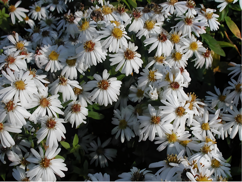 Aster dumosus 'Schneekissen' in piena fioritura, ideale per bordure