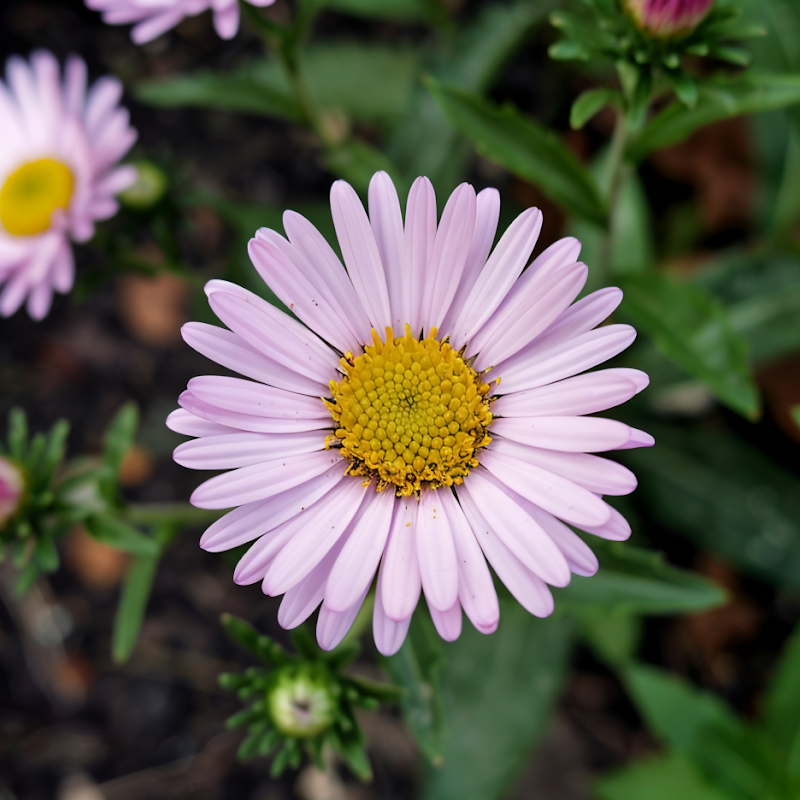 Aster novi-belgii 'Henri Picot', vivaci fiori viola chiaro in un giardino autunnale