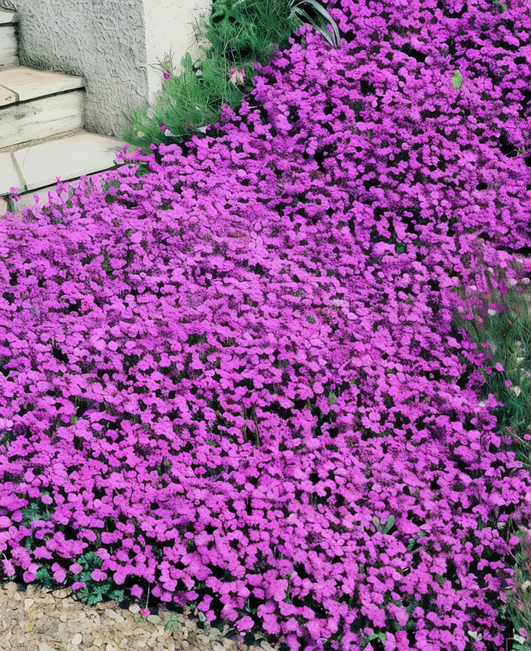 Aubrieta 'Cascade Purple' in piena fioritura su roccaglia