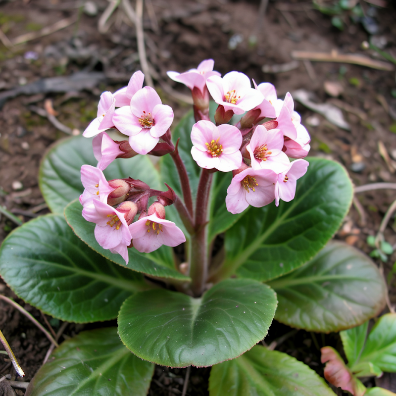 Bergenia 'Baby Doll' con fiori rosa vivaci e foglie lucide in un giardino ombreggiato