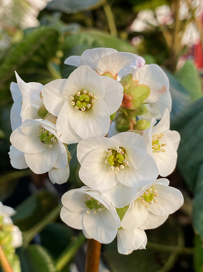 Bergenia 'Jelle' in piena fioritura con foglie lucide e fiori rosa