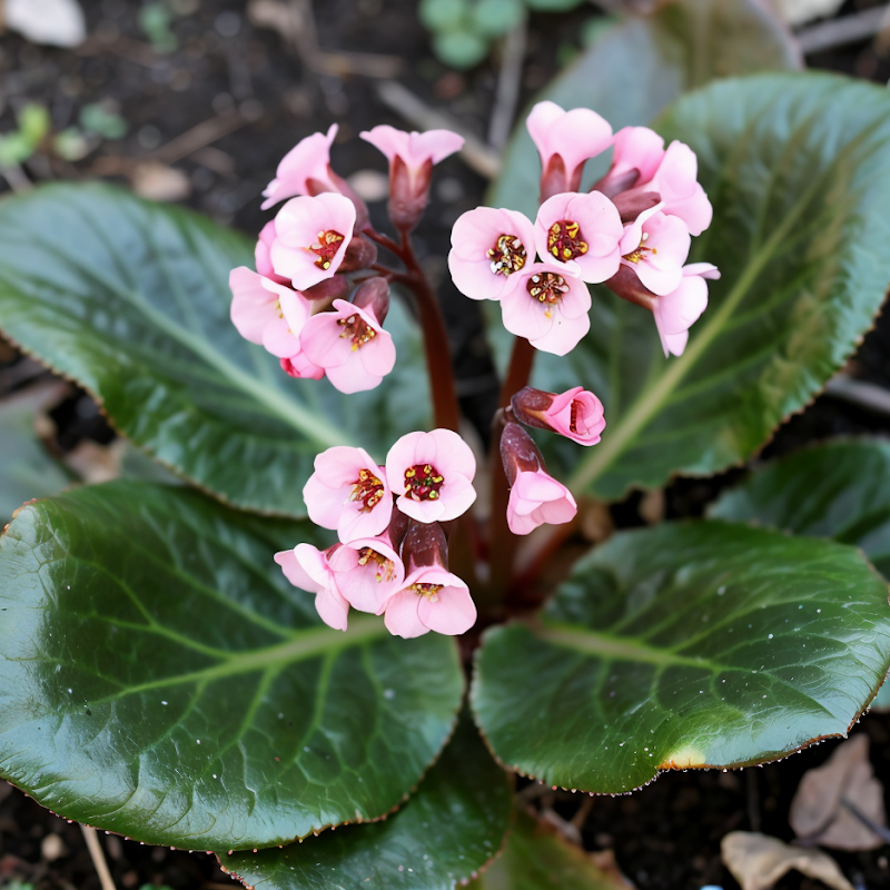 Bergenia 'Rosi Klose' in fioritura rosa in giardino roccioso