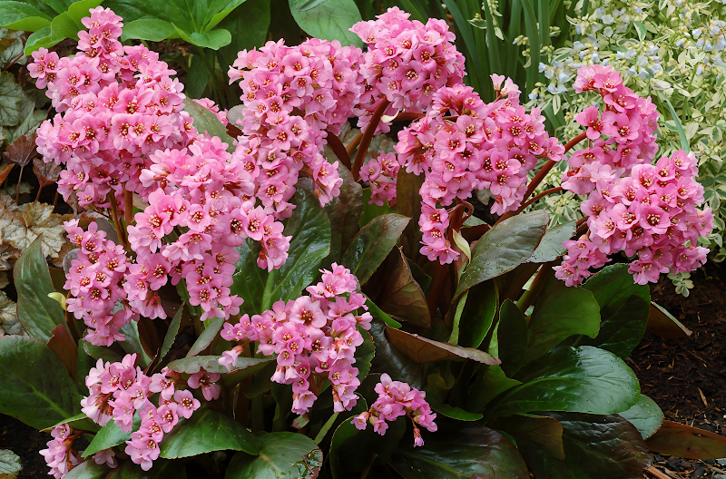 Bergenia 'Spring Fling' con fiori rosa intenso in primo piano in un giardino primaverile