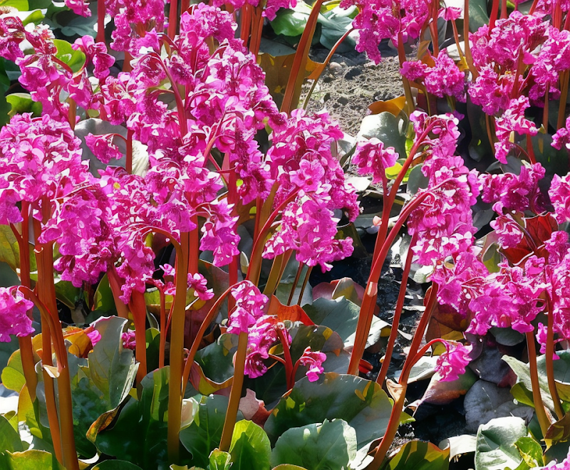 Bergenia cordifolia 'Eroica' con fiori rosa in primavera nel giardino roccioso