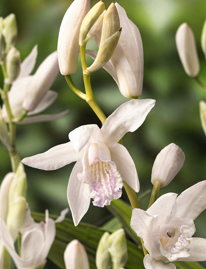 Bletilla striata 'Alba' in piena fioritura, orchidea di terra bianca per giardino ombreggiato