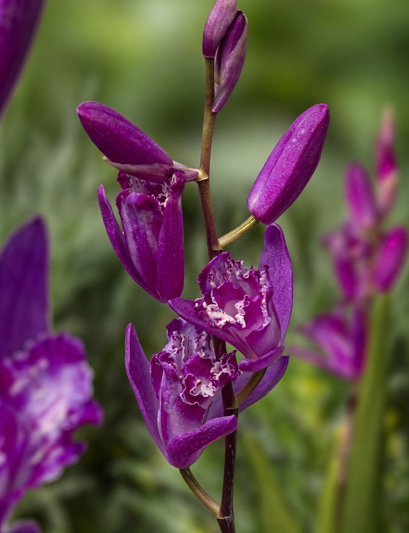 Bletilla striata 'Shi-ran' con foglie striate e fiori rosa violacei in un giardino ombroso