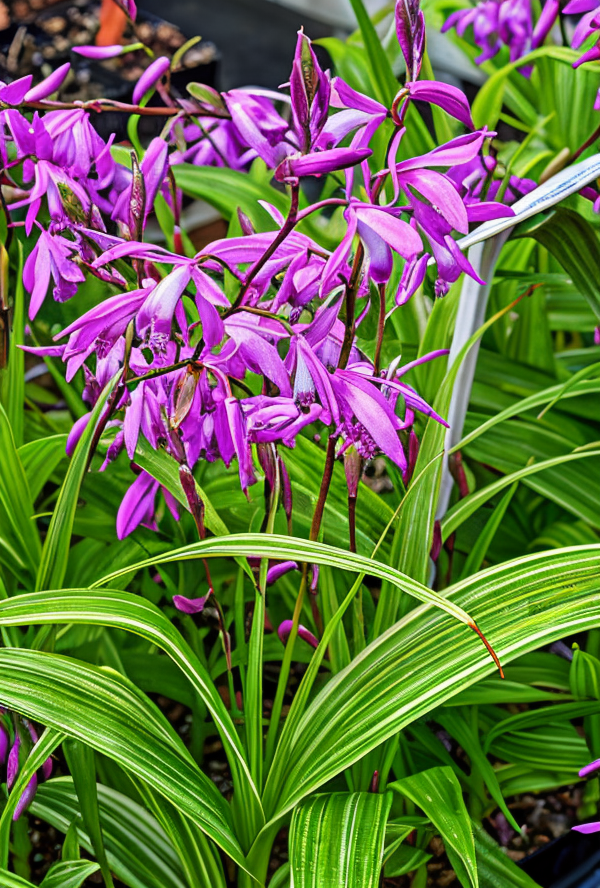 Bletilla striata 'Variegata' con foglie striate e fiori lilla