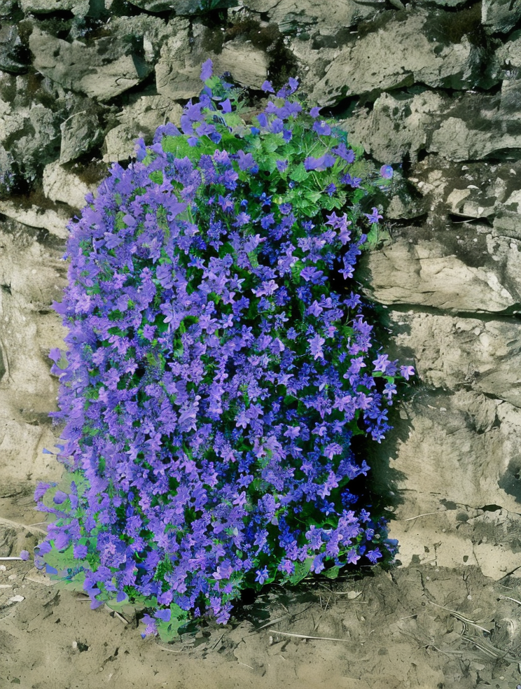 Campanula portenschlagiana in fiore, tappeto di campane viola